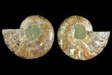 Agatized Ammonite Fossil - Madagascar #139739-1